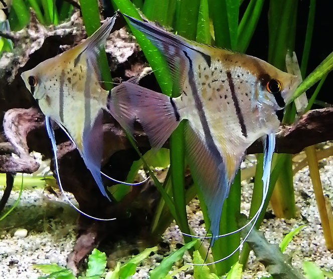 Pterophyllum scalare - Skalar