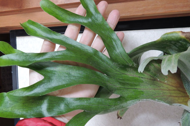 ビカクシダ スパーバム(Platycerium superbum)について - 近藤仁の公式HP