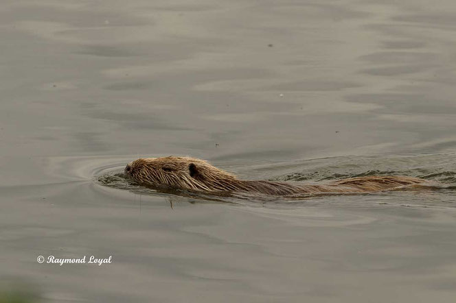 coypu in water