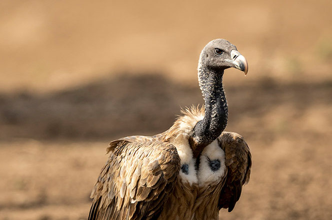 long-billed vulture portrait