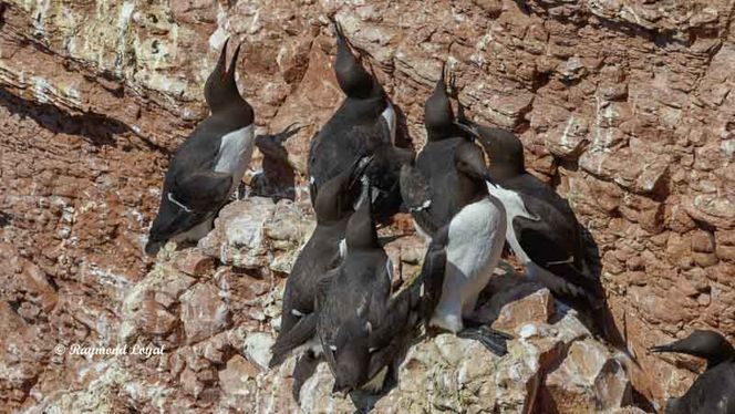 common guillemot