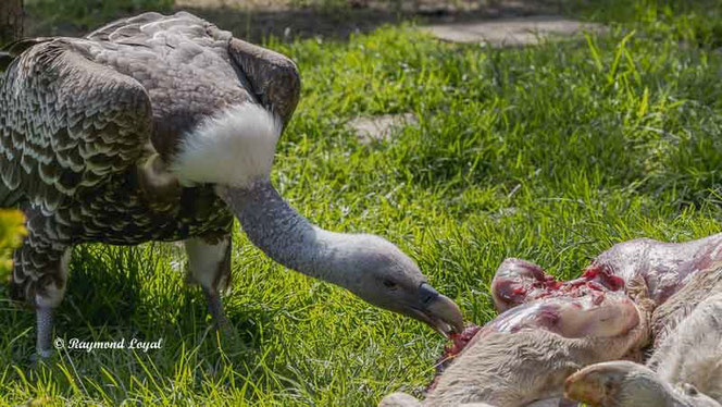rueppells vulture feeding