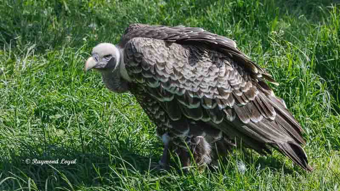 rueppells vulture