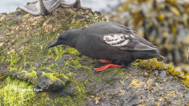 black guillemot