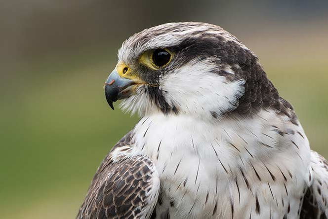 laggar falcon