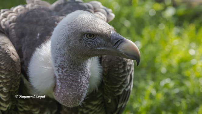 rueppells vulture