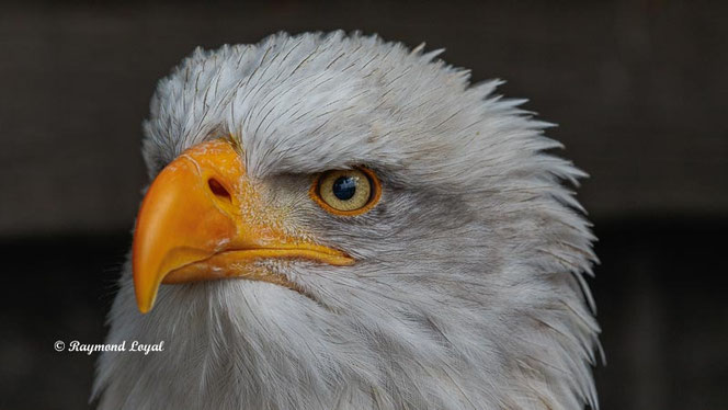 bald eagle