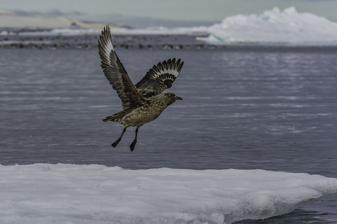 grosse raubmoewe skua