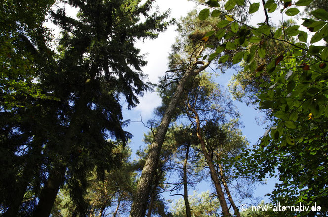 Baumwipfel und Wolen auf dem Tecklenburger Bergpfad