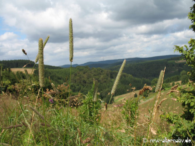 Grashalme vor Hügellandschaft in WInterberg