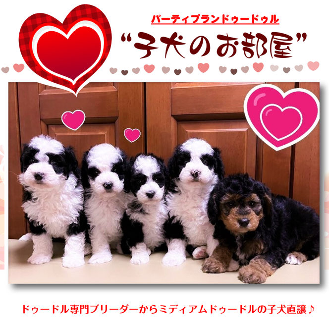 バーニードゥードル販売｜マンションでも安心！小さめサイズのバーニードゥードル専門ブリーダー『子犬のお部屋』