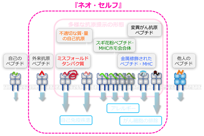 T B細胞を活性化する新しい自己 ネオ セルフ Tokyo Med Imm