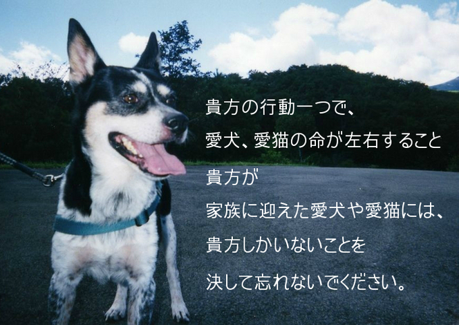 貴方が家族に迎えた犬や猫には、貴方しかいないことを決して忘れないでほしい。