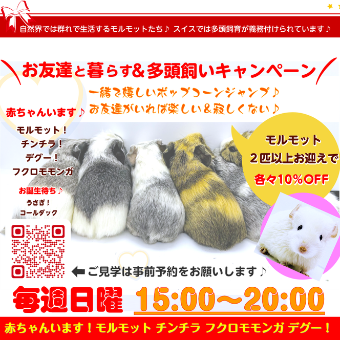 期間限定お迎えキャンペーン｜ときどきペットショップ｜モルモットとチンチラとフクロモモンガの小さな家