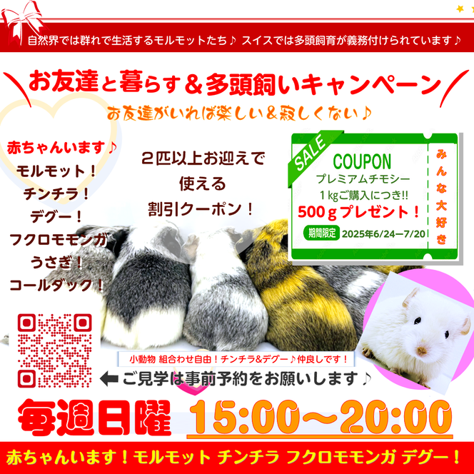 期間限定お迎えキャンペーン｜ときどきペットショップ｜モルモットとチンチラとフクロモモンガの小さな家