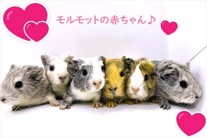モルモット集合｜モルモット販売・小動物専門ブリーダー【ときどきペットショップ】