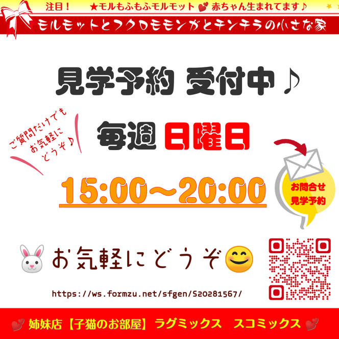 モルモット販売の問合せ、見学予約