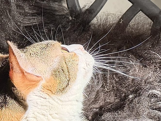 Vibrissen im Gesicht einer Katze