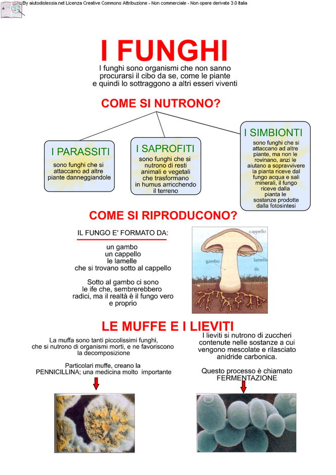SCOPRIAMO IL MAGICO MONDO DEI FUNGHI! Benvenuti su macromicro8! SCOPRIAMO IL MAGICO MONDO DEI FUNGHI! Benvenuti su macromicro8!