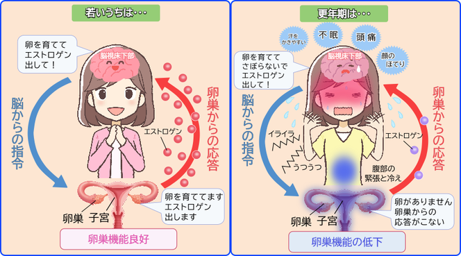 更年期障害  女性 イラスト  脳からの指令　エストロゲン