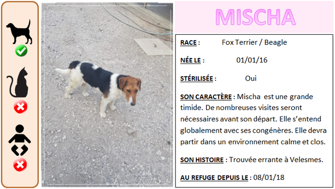 MISCHA - x fox terrier.beagle 8 ans  (6 ans de refuge)- Spa de Gray (70 Image