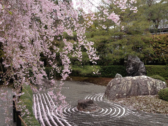 京都妙心寺の桜