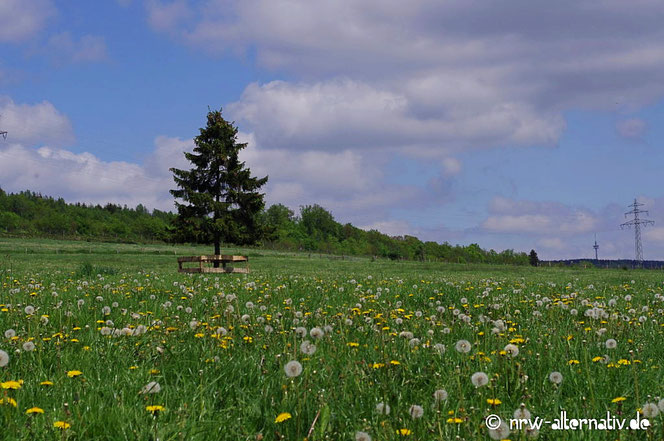 Baum Blumen Ruhrtalradweg Erlebnis bericht