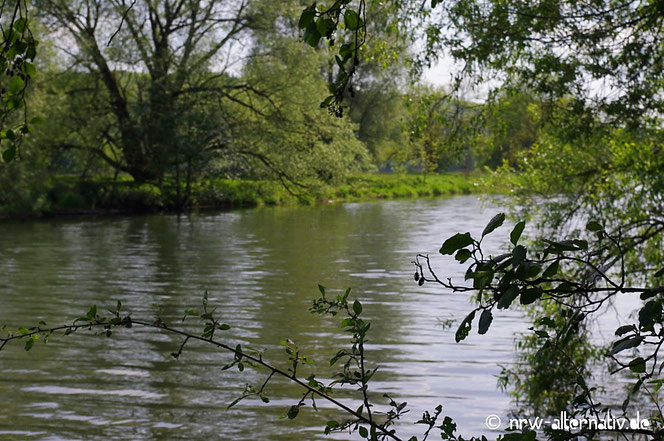 Ruhr Bäume Büsche Ruhrtalradweg Idylle an der Ruhr