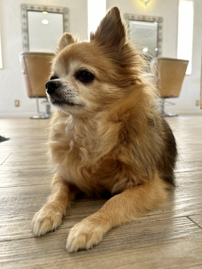 美容室 看板犬