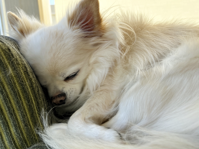 美容室看板犬