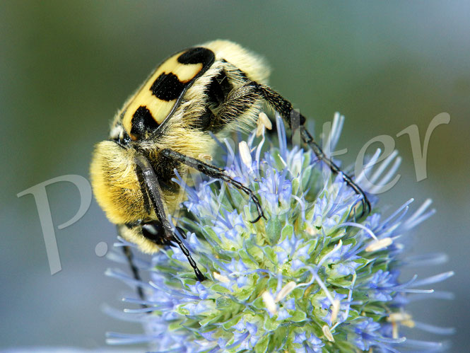 Bild: Gebänderter (?) Pinselkäfer, Trichius cf. fasciatus, Blatthornkäfer, Scarabaeidae, Coleoptera, Käfer, Blaue Edeldistel, Mannstreu, Eryngium