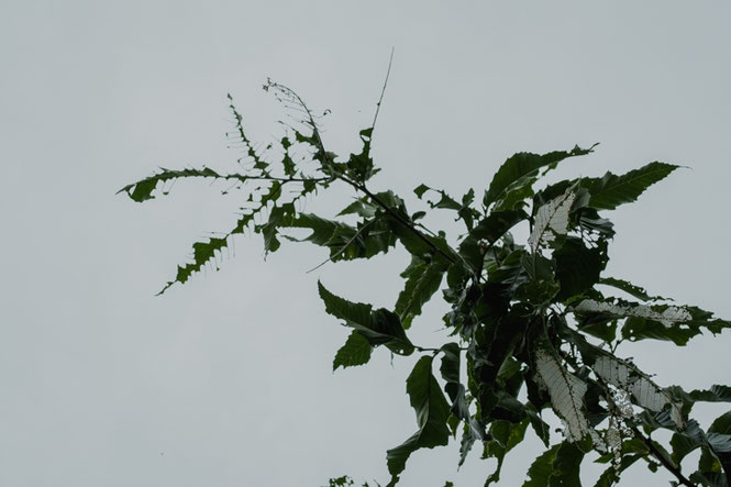 晩秋の草花の色と形 虫喰いの葉