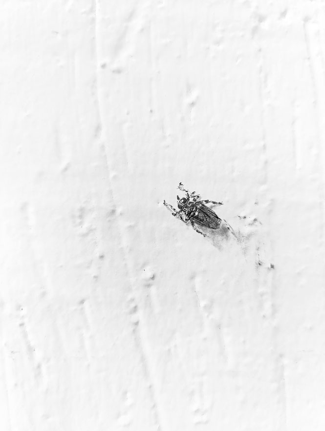[ Mosca perrera ]  Intervención a grafito sobre pared. 15 x 8 mm.