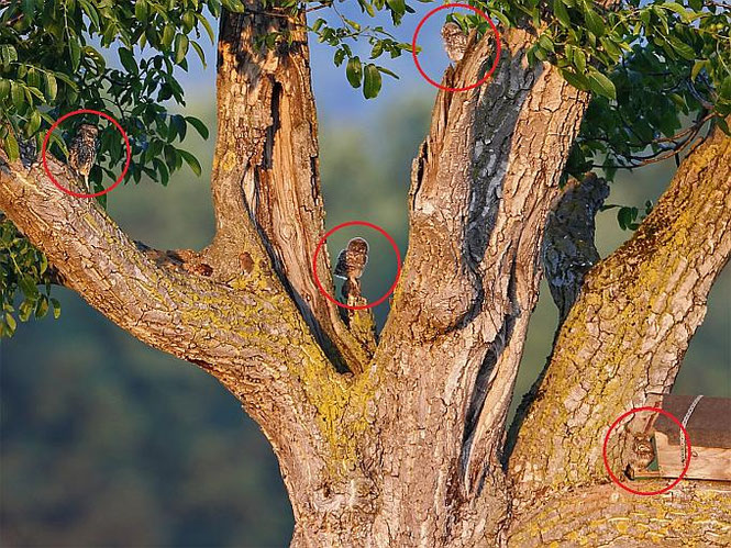 Steinkauz-Ästlinge im Wieblinger Brutbaum von M. Eimers