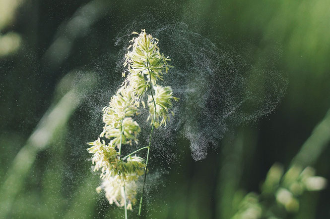 Pollen reizen die Augen