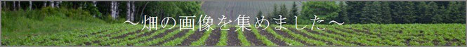 無農薬野菜 畑 画像