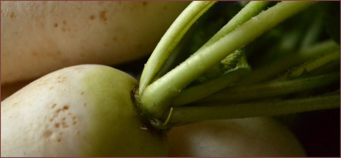 無農薬野菜 大根 スリーエフ農法