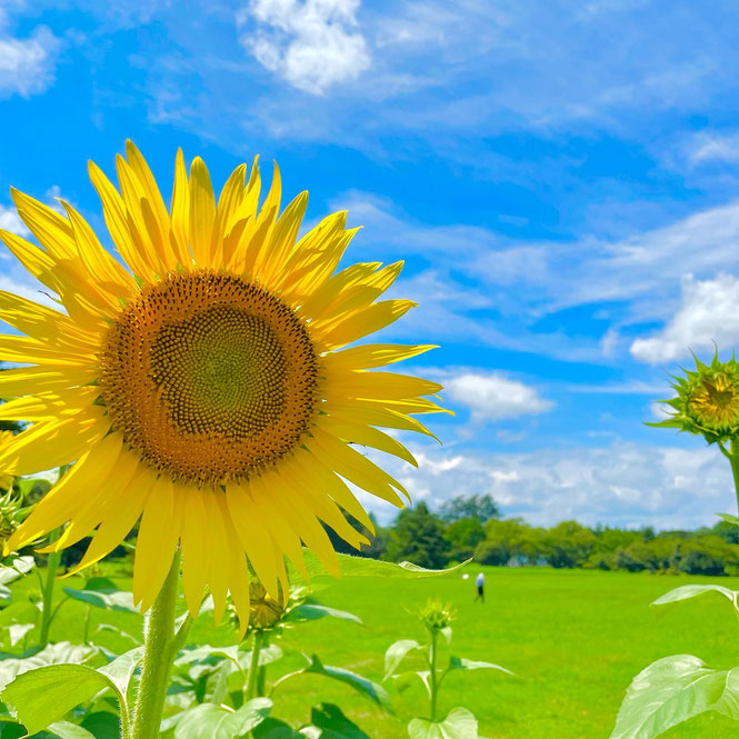 Beautiful sunflowers at Showa Kinen Park in Tachikawa. 