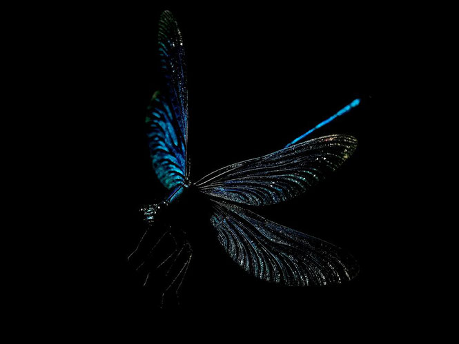 Prachtlibelle. Michael Joost