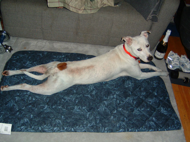 No.  I did not let her drink whatever's in that bottle.  She just liked to stretch like this frequently.