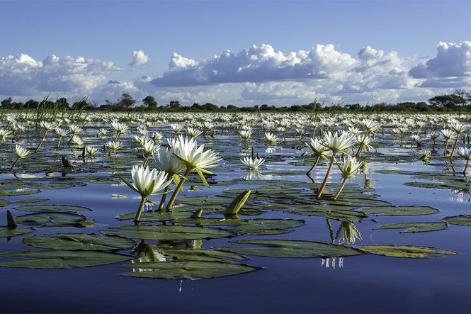 Beate Schwippert, Wildlife Photography, Wildlife, Namibia, Zambezi, Caprivi, Natur, Naturlover, Africa, Afrika, Sambesi, Chobe, Tiere, Tierfotografie, Naturfotografie, , Naturfotografie, Seerosen, Landschaft, Water Lilies, blue, water, Wasser, 