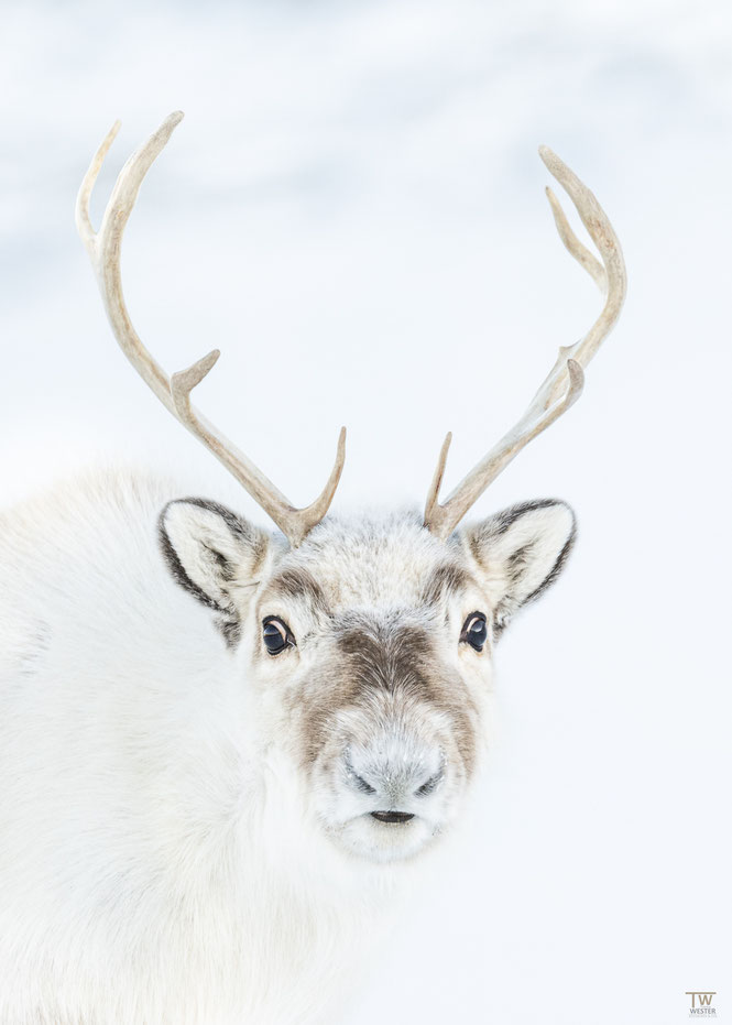 (7) On this day I managed to get this portrait of the beautiful Svalbard reindeer, whose head shape always reminds me of those Disney Christmas movie reindeer...I think this endemic species ist totally cute