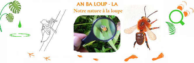 nature de guadeloupe