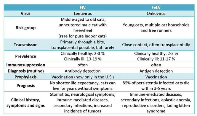 Fiv in cats cure sales
