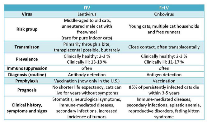 FIV and FeLV test for Cats