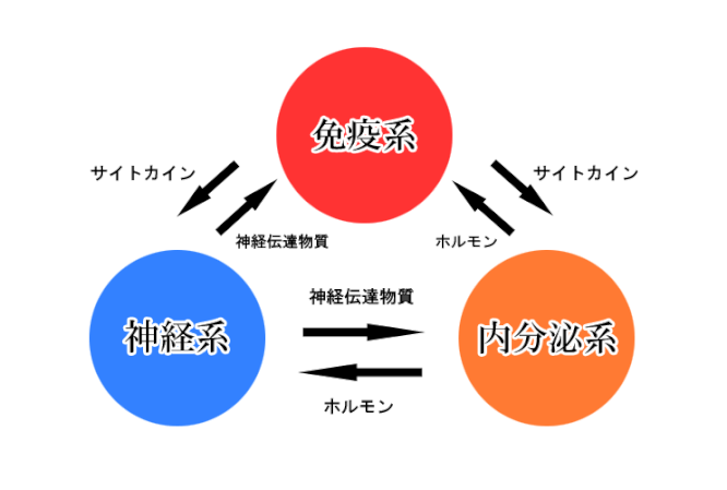 免疫系・神経系・内分泌系