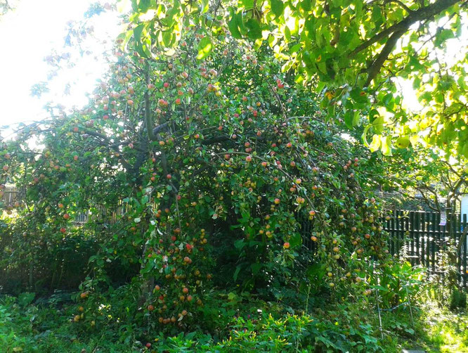 Apfelbaum, ich komme!