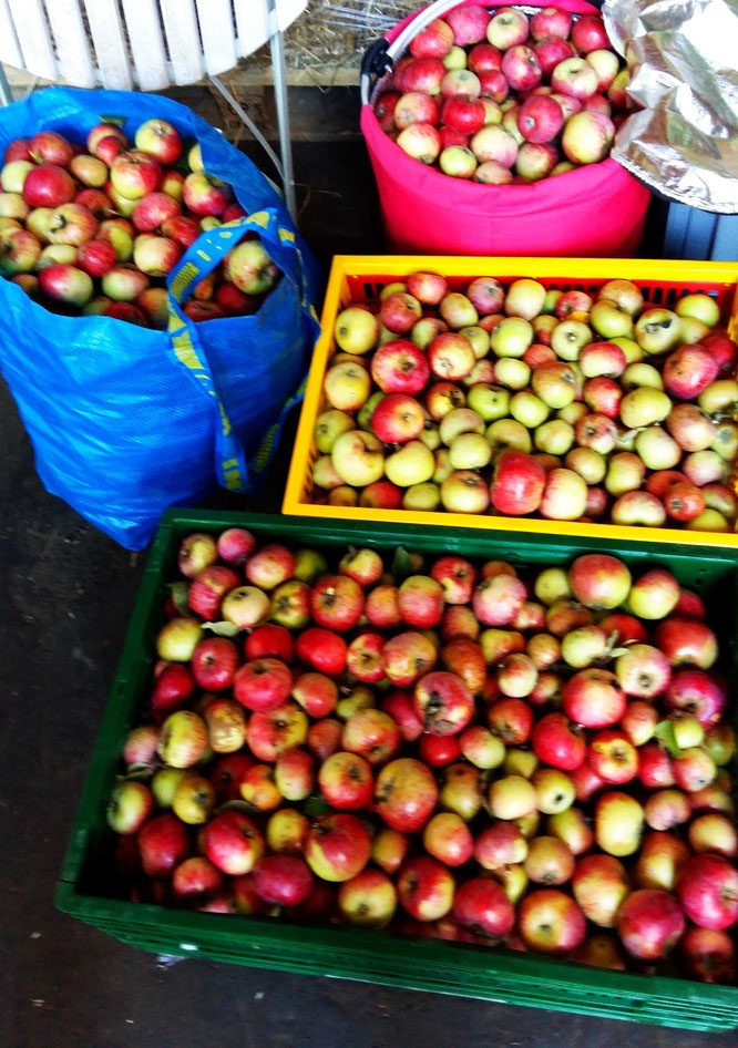 Apfel-Ausbeute - soo viele, da ist es selbst der Kamera unmöglich, sich zu fokussieren