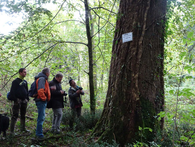 A l'image de ce vieil arbre, la vieille Forêt du Bager d'Oloron sera préservée pour longtemps. C'était la mission menée avec notre ami Jérôme de l'ACCOB