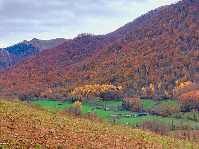 Un paysage sauvegardé en forêt du Bager d'Oloron avec la nouvelle gestion en irégulier.